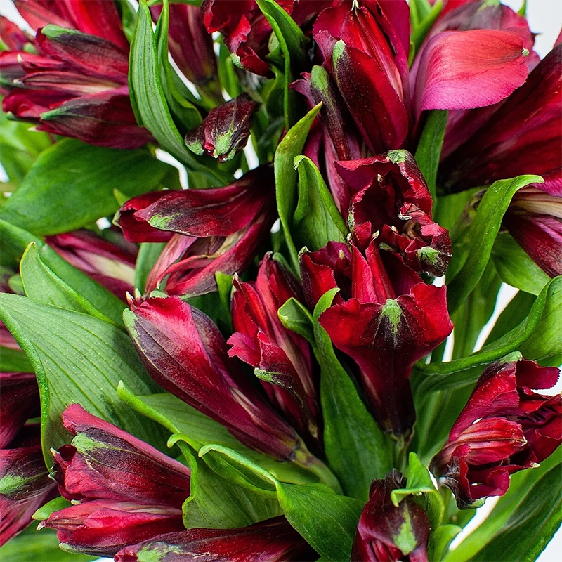 Букет из 5 альстромерий