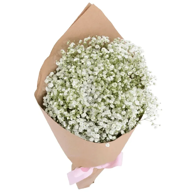 Гипсофила белая