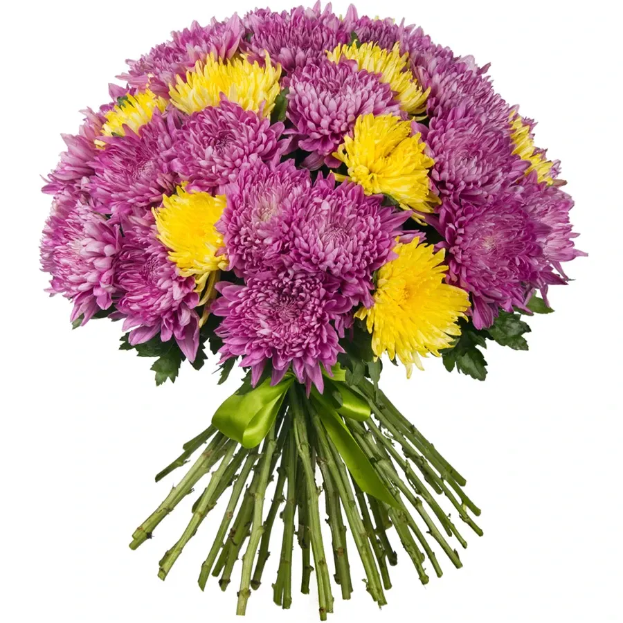 Хризантема одноголовая микс желто-белый